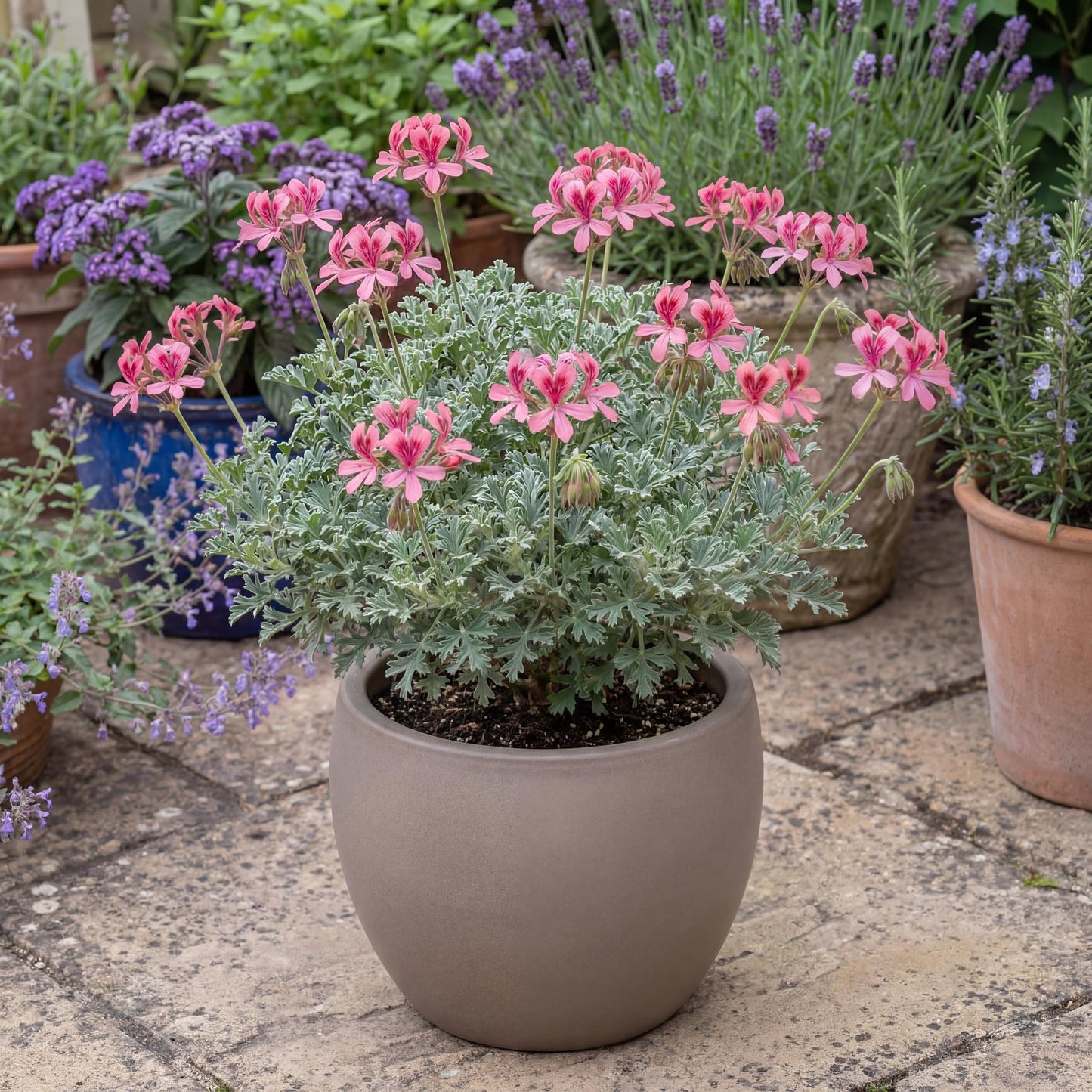 Bunny Brunch Scented Geranium