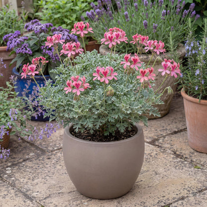 Bunny Brunch Scented Geranium