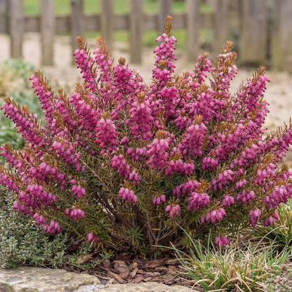 Kramer's Red Darley Heath, Erica x darleyensis, an early nectar source for bees at the end of winter