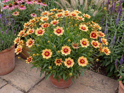 Sunset Burst Solanna Coreopsis