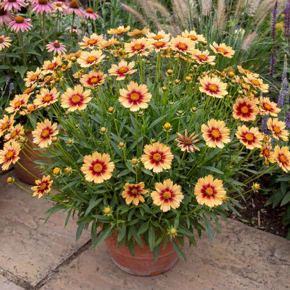 Sunset Burst Solanna Coreopsis