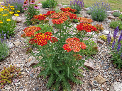 Paprika Yarrow