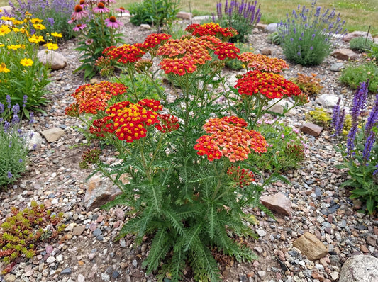 Paprika Yarrow