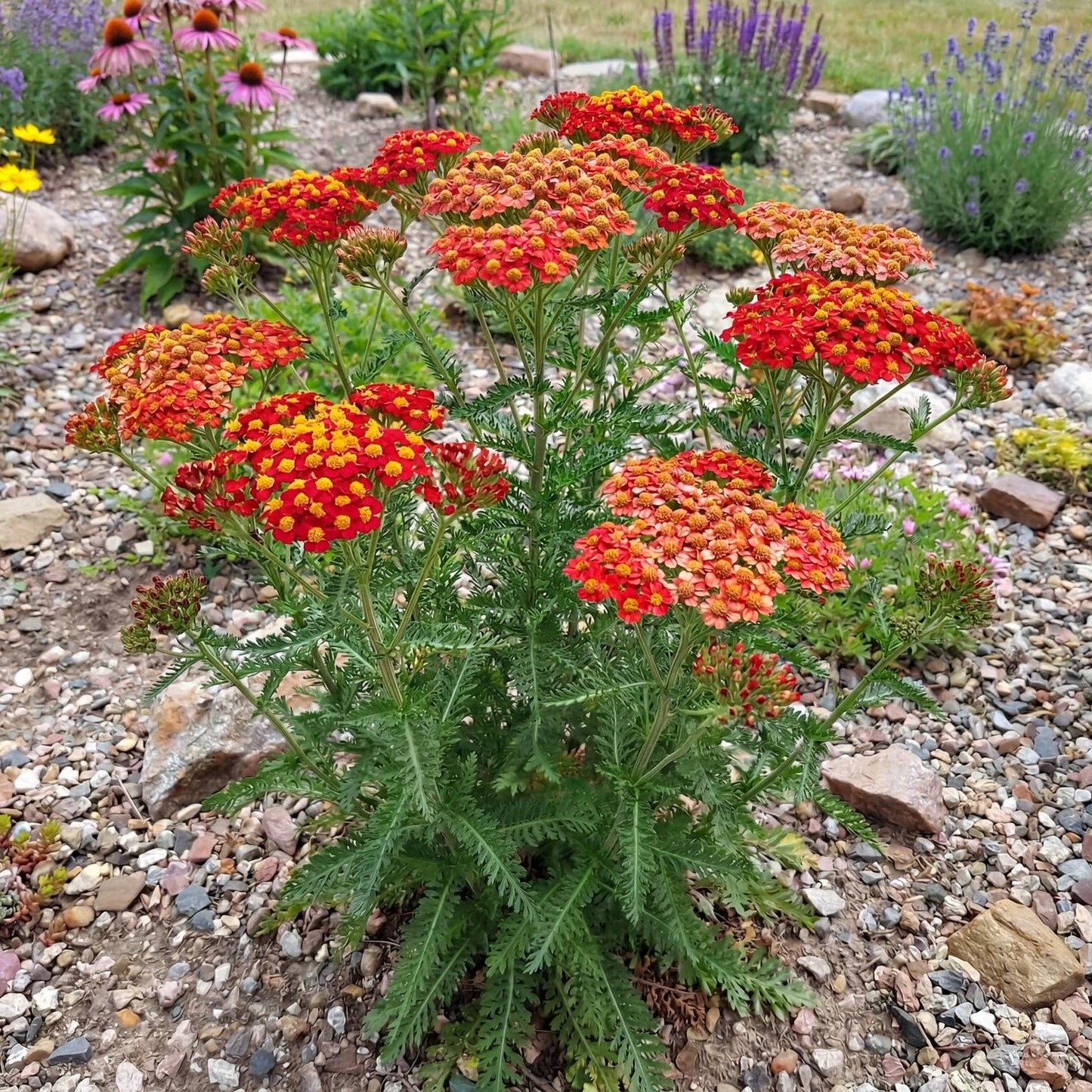 Paprika Yarrow