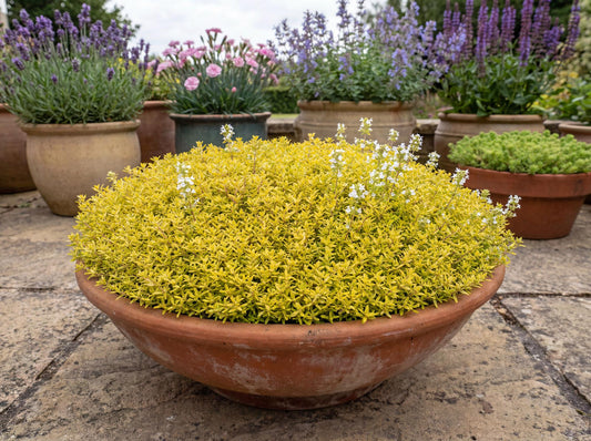 Clear Yellow Thyme