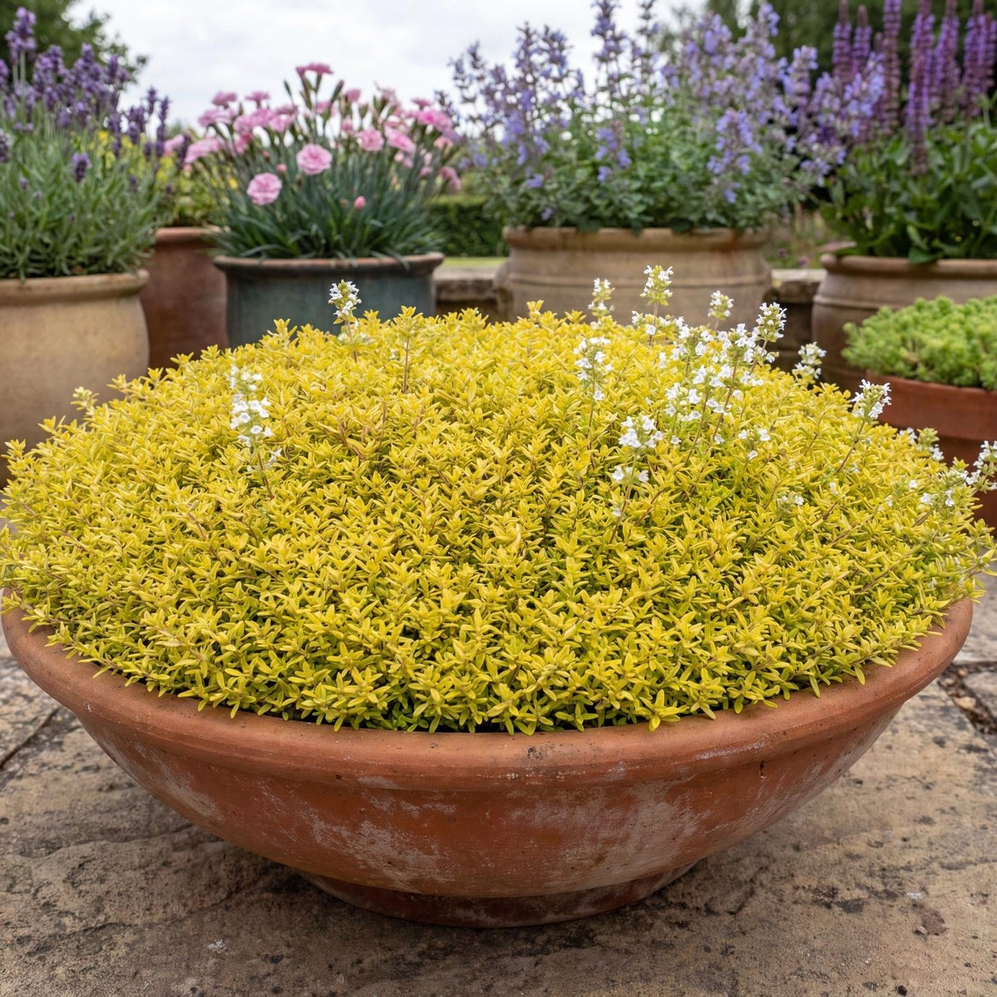 Clear Yellow Thyme in a 4-inch pot, a low-spreading evergreen carpet of bright golden-lime foliage