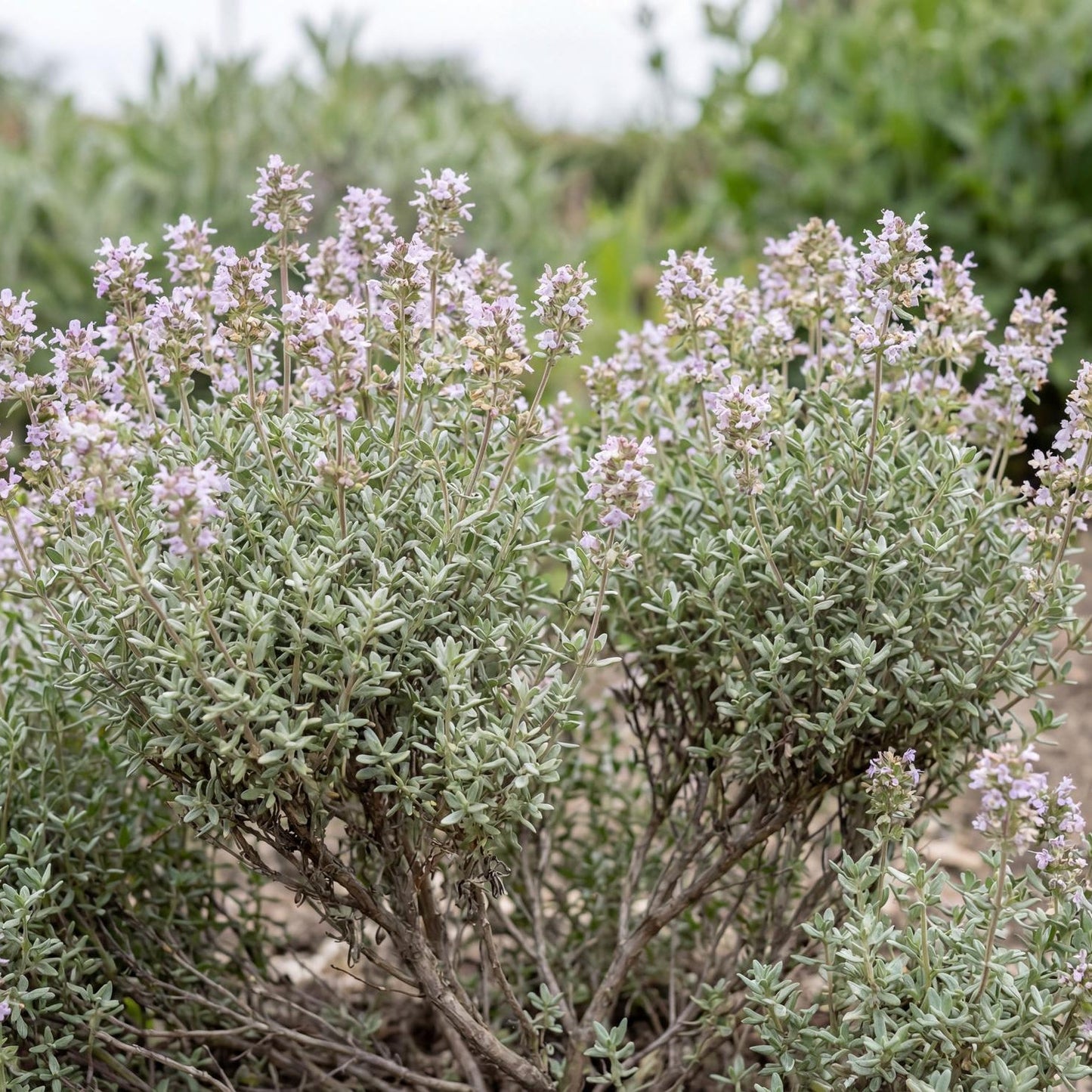 English Thyme in a 4-inch pot, a low mound of small aromatic green leaves with a soft silver cast.