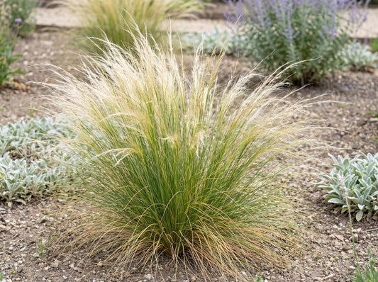 Mexican Feather Grass