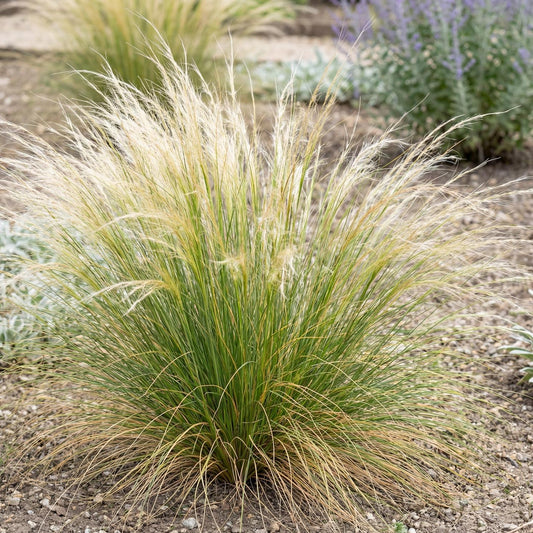 Mexican Feather Grass