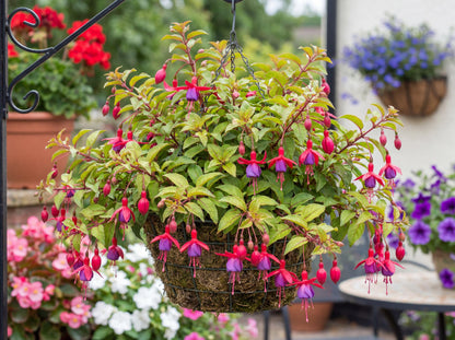 Thumbelina Gem Fuchsia