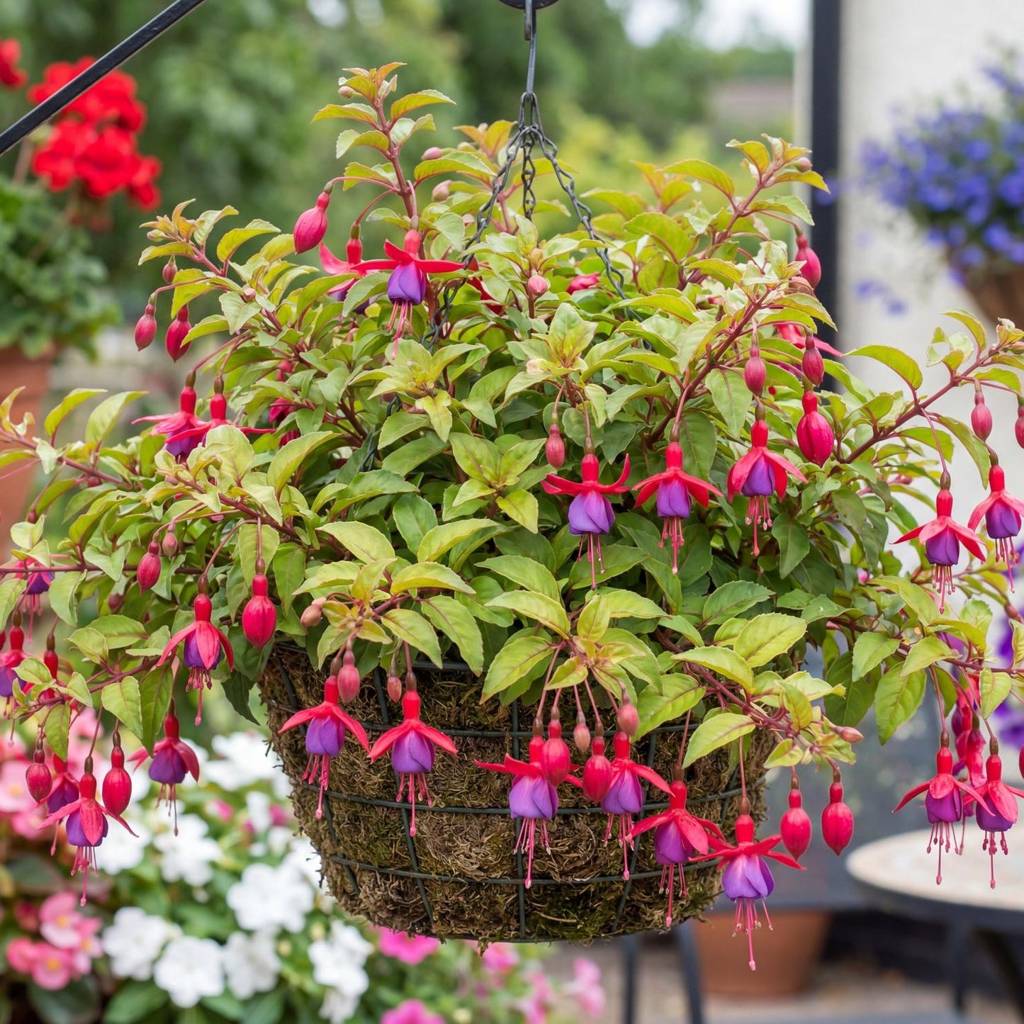Thumbelina Gem Fuchsia