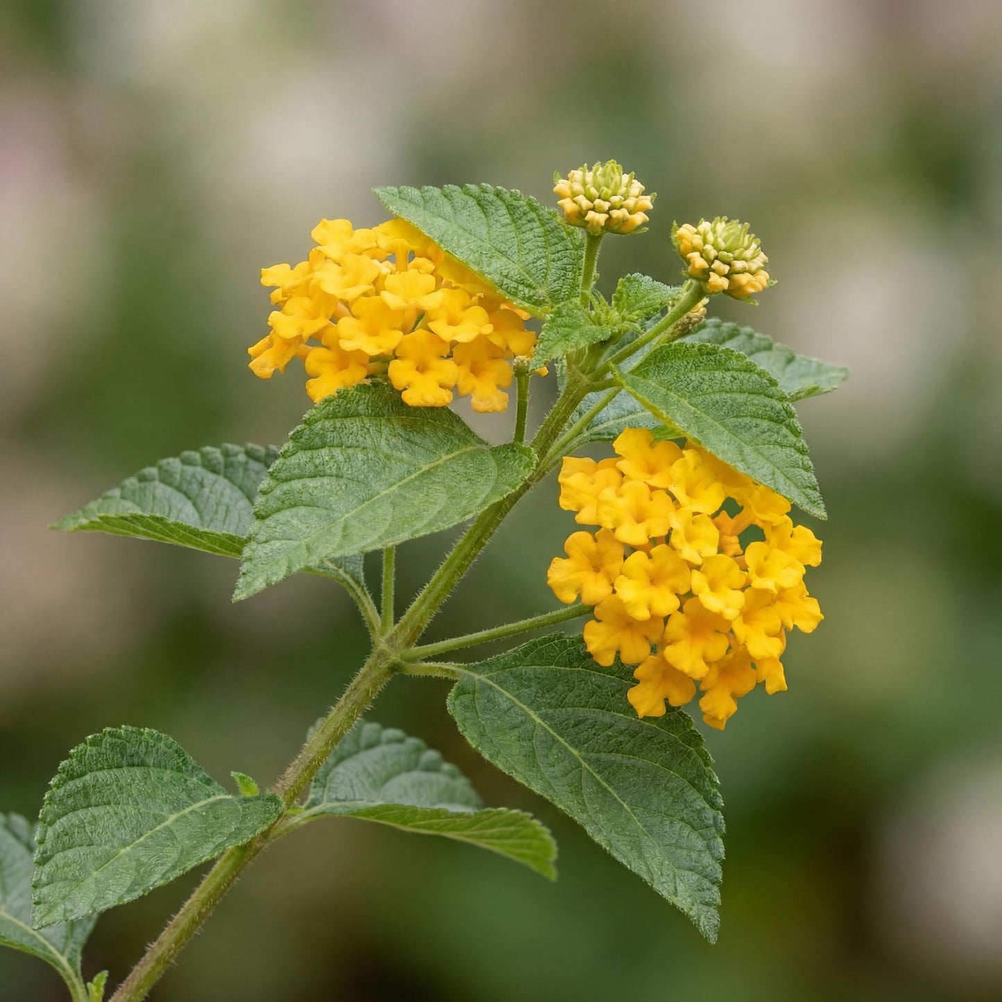 New Gold Trailing Lantana
