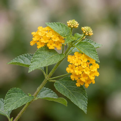 New Gold Trailing Lantana