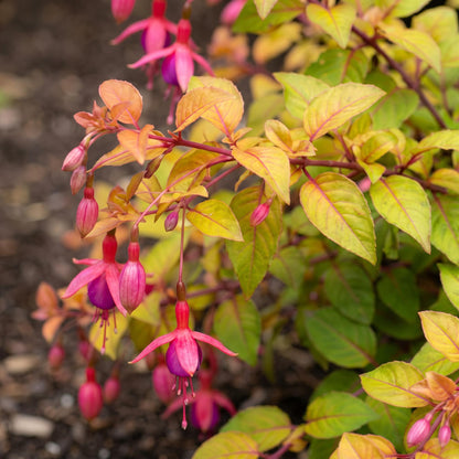 Autumnale Trailing Fuchsia