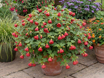 Lucky Lantern Red Abutilon