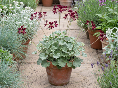 Sidoides Geranium