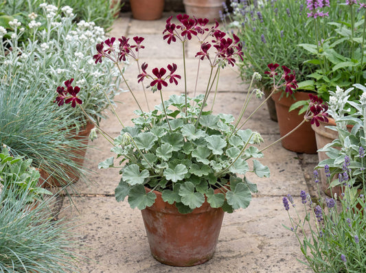 Sidoides Geranium