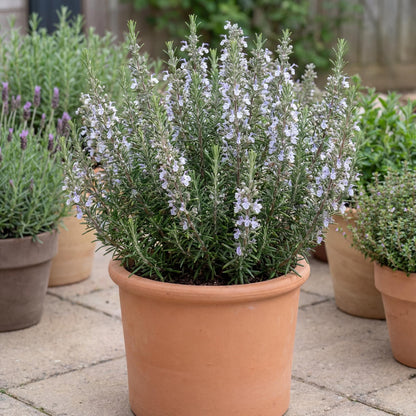 Gorizia Rosemary
