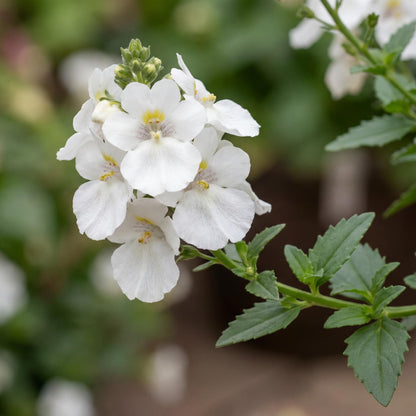Breezee Plus White Diascia
