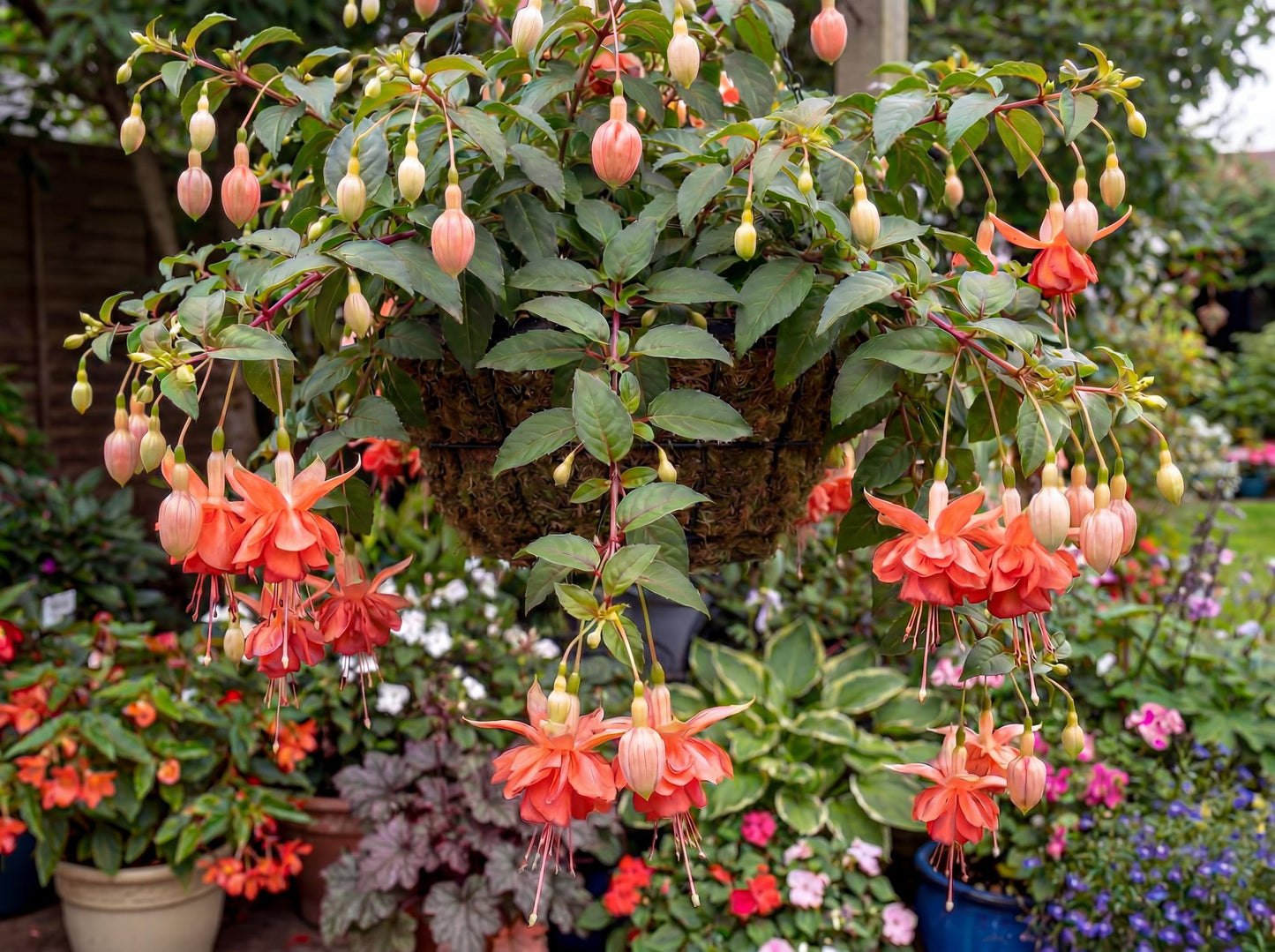Orange King Marbeller Fuchsia