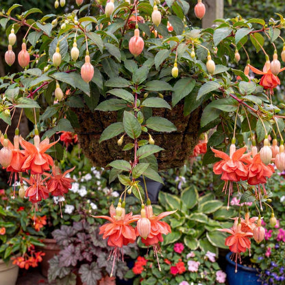 Orange King Marbeller Fuchsia