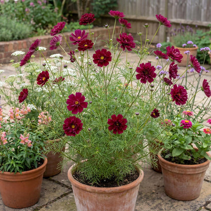 Cranberries Double Click Cosmos