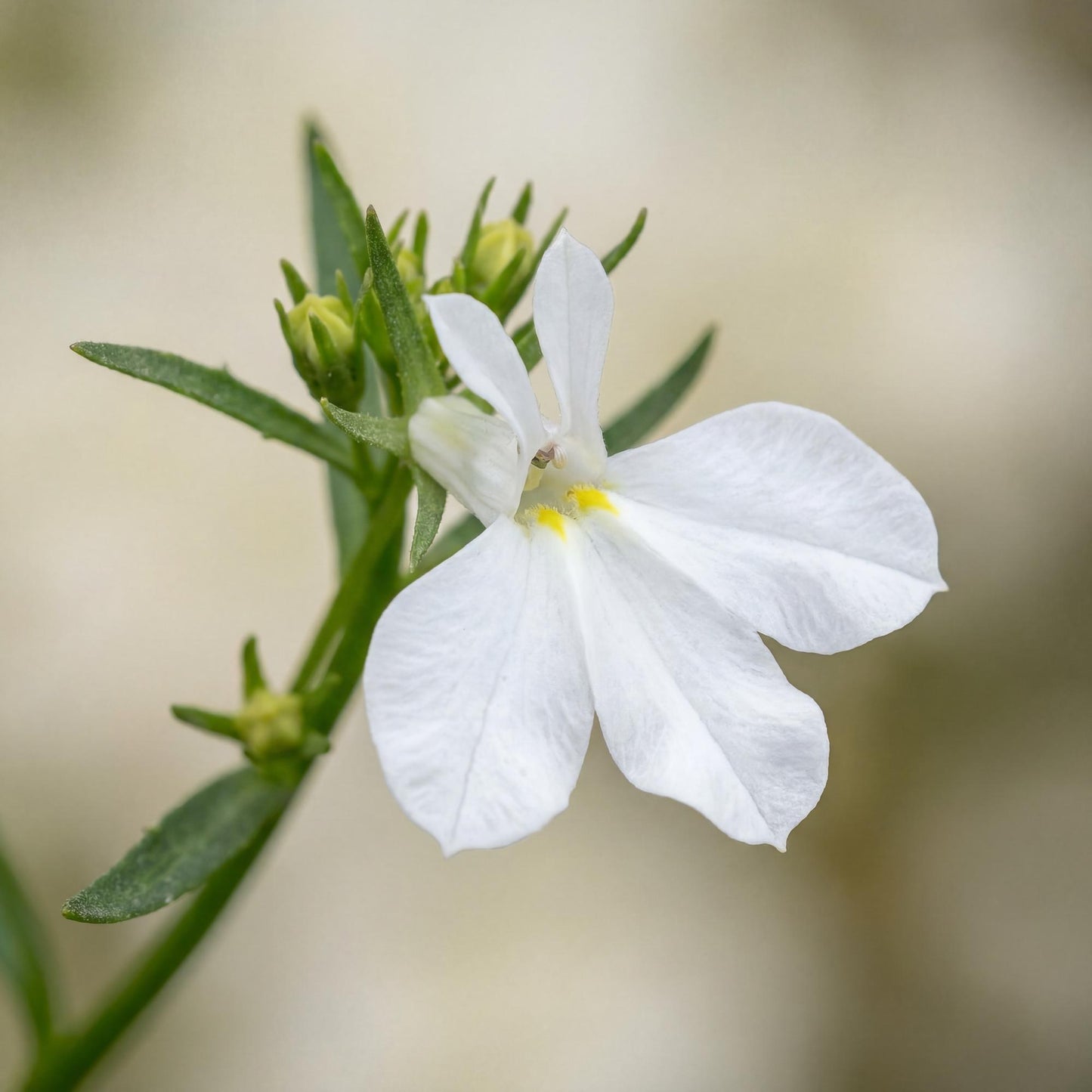 Compact White Magadi Lobelia