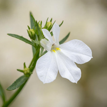 Compact White Magadi Lobelia