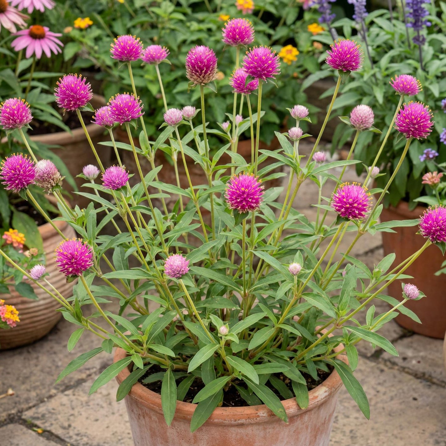 Fireball Pink Bachelor's Button in a 4-inch pot, with hot pink globe flowers tipped yellow on compact mounds.