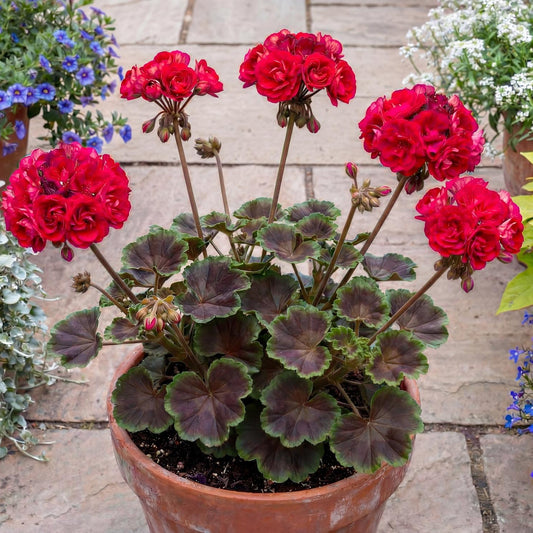 Brocade Cherry Night Fancy Leaf Geranium