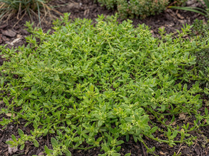 Rupturewort