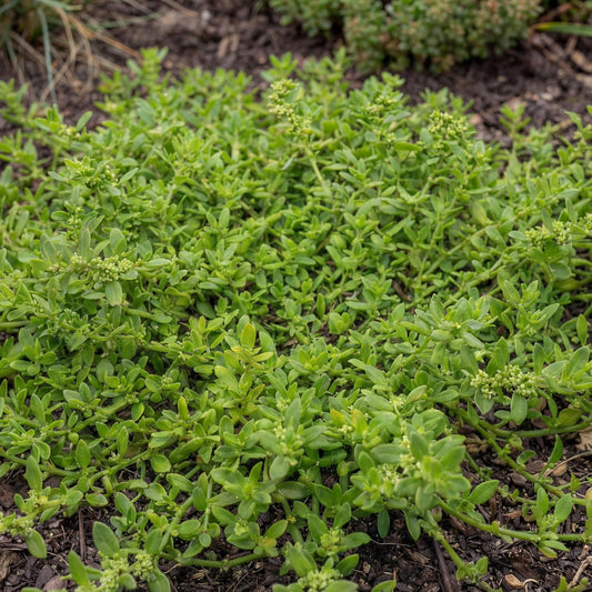 Rupturewort