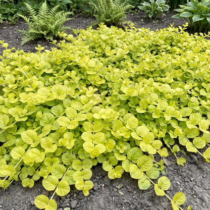 Golden Creeping Jenny