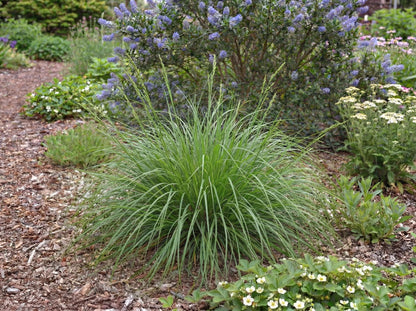 Tumulicola Carex