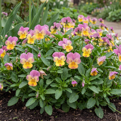 Celestial Twilight Viola