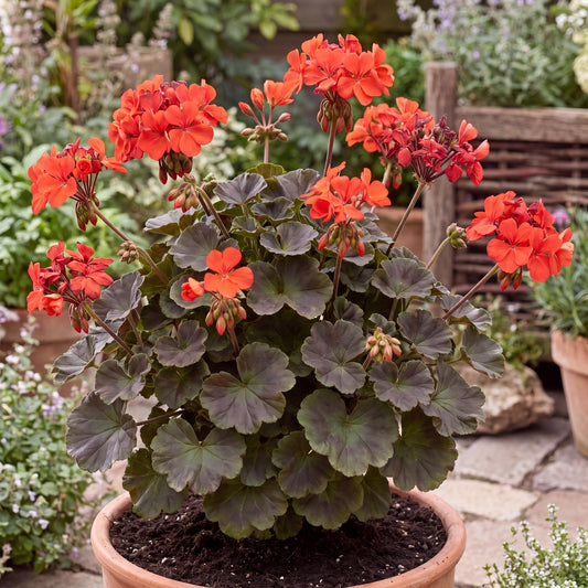 Chocolate Fire Pelargonium