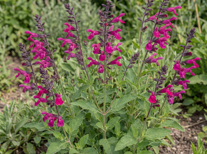 Amante Salvia