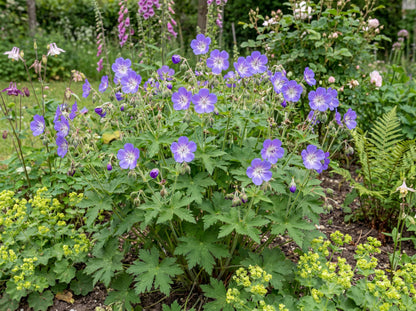 Amy Doncaster Wood Cranesbill