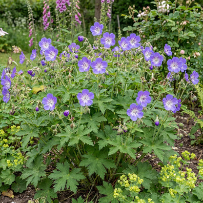Amy Doncaster Wood Cranesbill