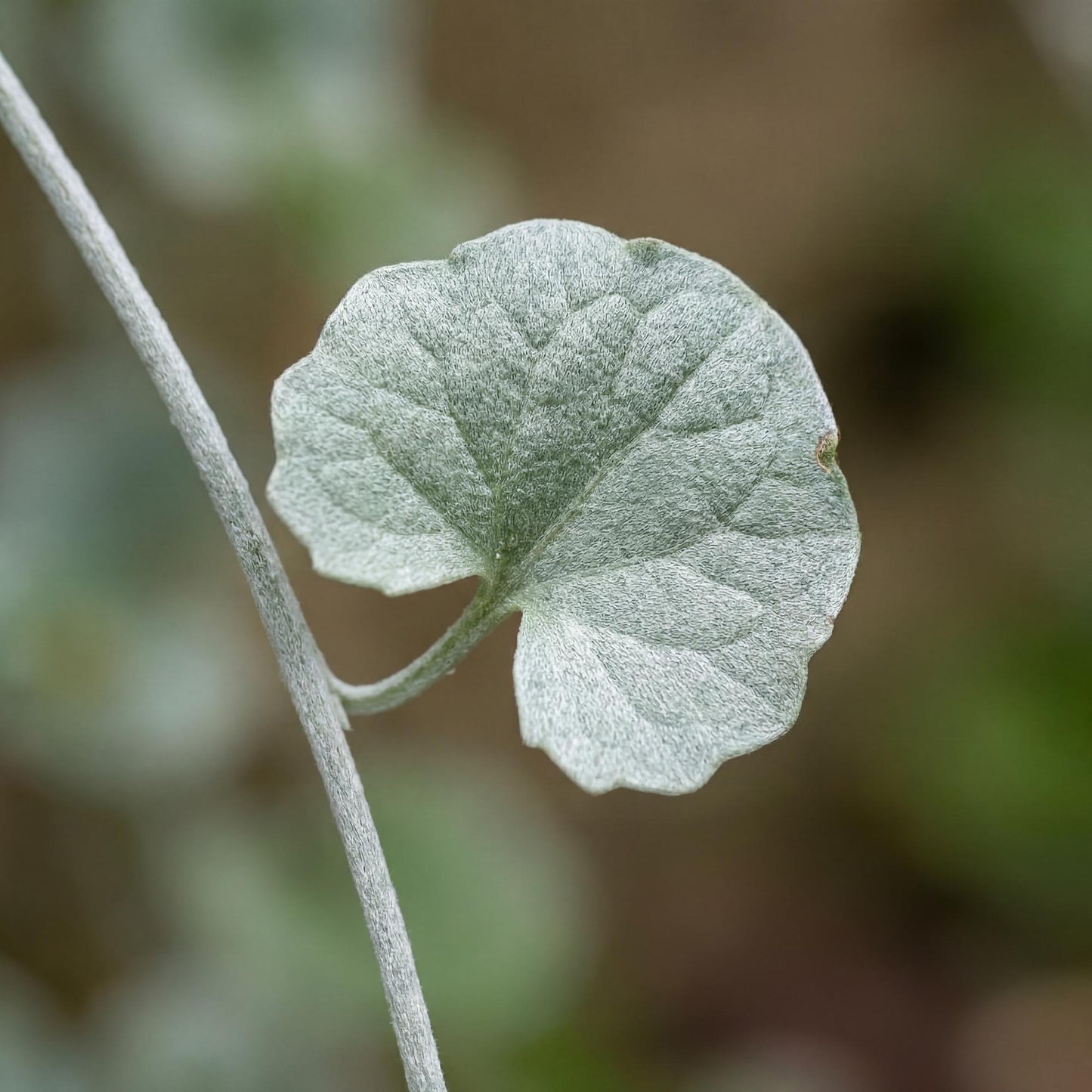 Silver Falls Dichondra