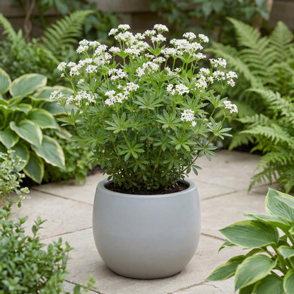 Sweet Woodruff
