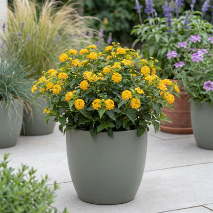 New Gold Trailing Lantana