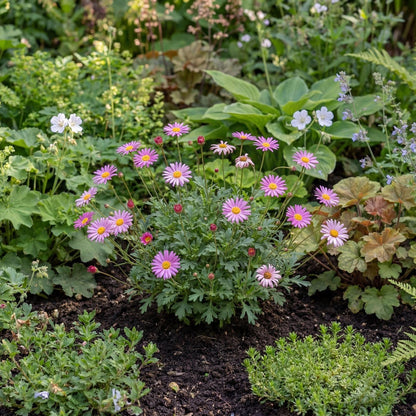 Fresco Candy Pink Swan River Daisy