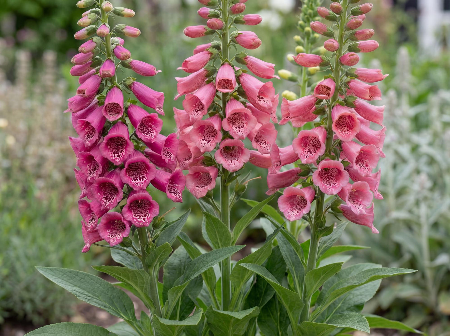 Strawberry Foxglove