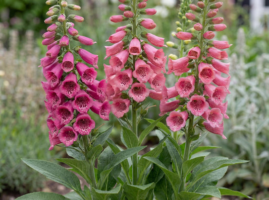 Strawberry Foxglove