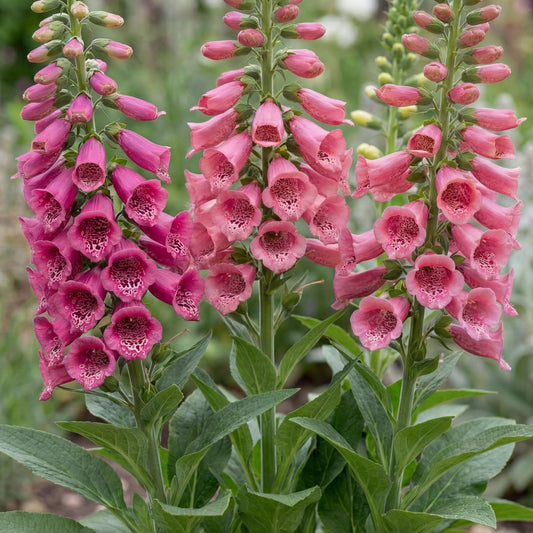 Strawberry Foxglove