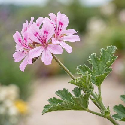Van Leenii Citronella Geranium