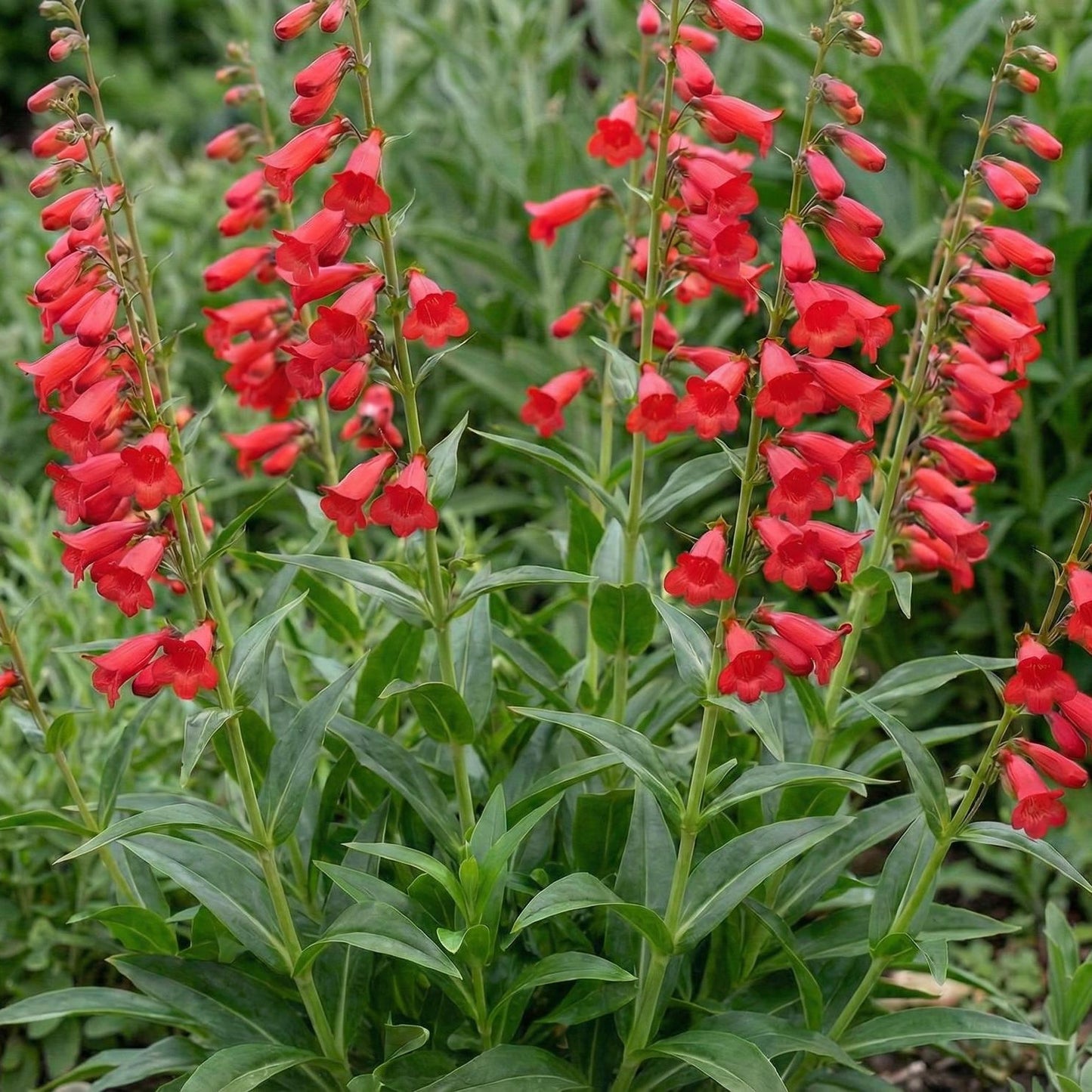 Firebird Penstemon