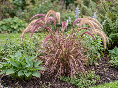 Fireworks Fountain Grass