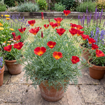 Red Chief California Poppy